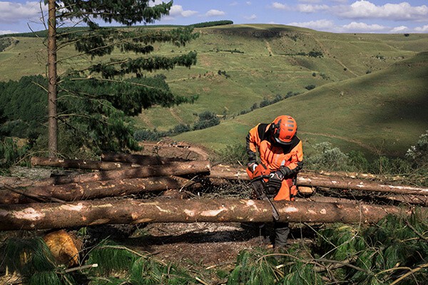 Man cutting down trees with chainsaw