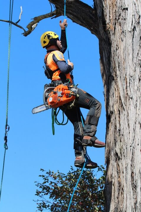 Joe Loorham, contract climber - Toowoomba Outdoor Power Products in Glenvale, QLD