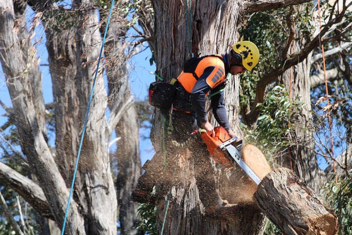 Using 572XP for cutting wood - Toowoomba Outdoor Power Products in Glenvale, QLD
