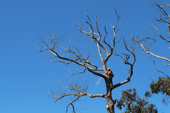 Joe Loorham of Tree Pioneers - Toowoomba Outdoor Power Products in Glenvale, QLD