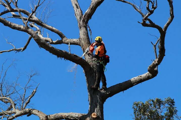 Man cutting tree - Toowoomba Outdoor Power Products in Glenvale, QLD