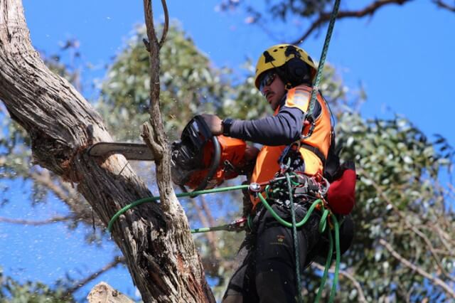 572XP® Chainsaw - Test Drive - Toowoomba Outdoor Power Products in Glenvale, QLD