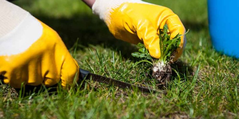 Man Removes Weed From The Lawn