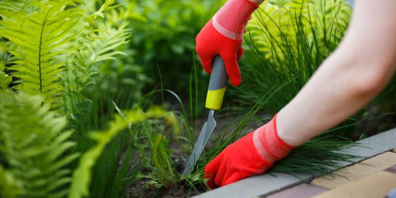 Woman Removing Weed Using Lawn Tool